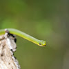 Northern Rough Greensnake