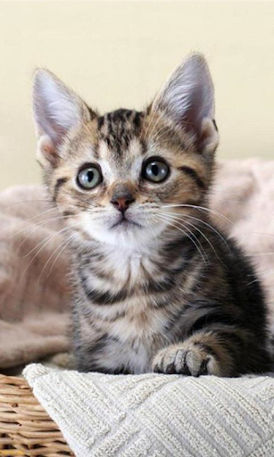 Cute Kittens Wallpapers