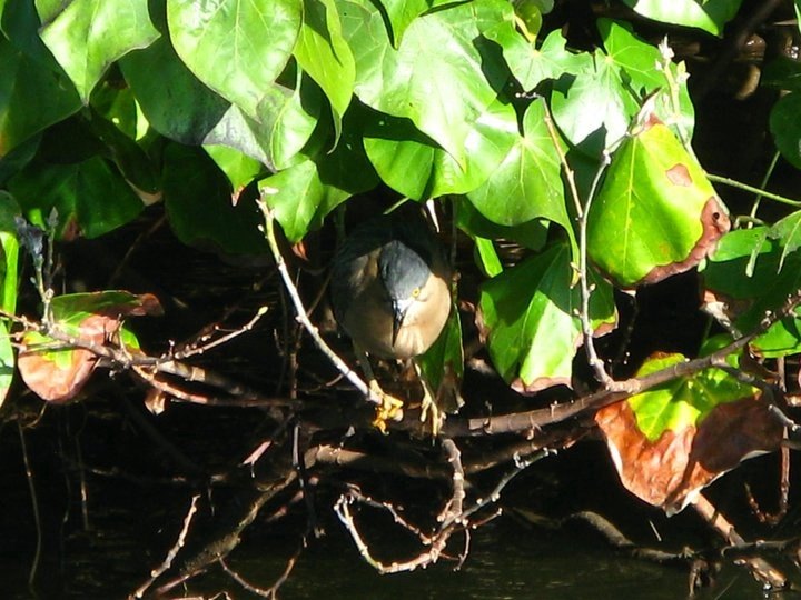 Rufous Night Heron