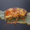 leaf beetle