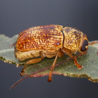 leaf beetle