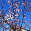 Peach Blossoms