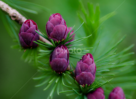 Tamarack Cones by Gary Hanson - Flowers Tree Blossoms
