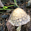 Magpie Inkcap