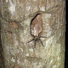 Costa Rican Orangemouth Tarantula