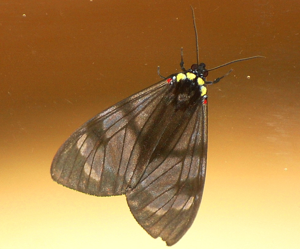 clear wing moth