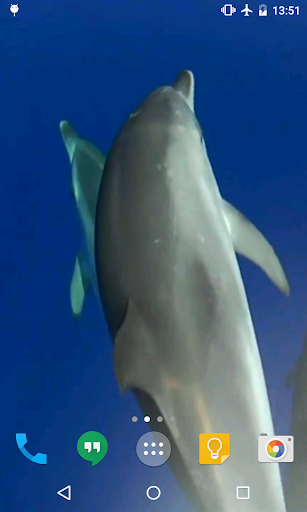 【免費個人化App】Dolphins Live Wallpaper-APP點子