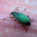 Green Immigrant Leaf Weevil