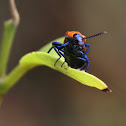 Prionocerid Beetle, Female