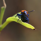 Prionocerid Beetle, Female