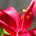 Wood Lily