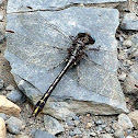 Unknown dragonfly