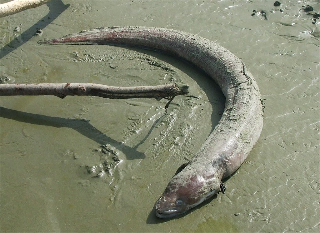 New Zealand Longfin eel ♀