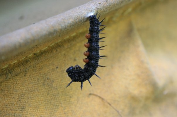 Mourning Cloak