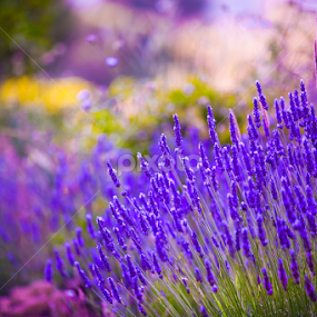 Garden flowers  Lavendar colorful background by Marjorie Speiser - Flowers Flowers in the Wild