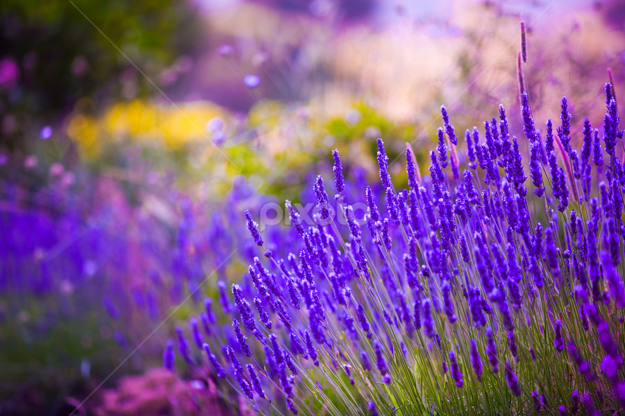 Garden flowers  Lavendar colorful background by Marjorie Speiser - Flowers Flowers in the Wild