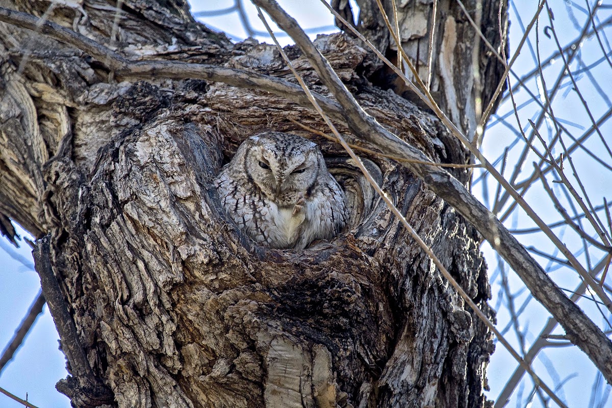 Eastern Screech Owl