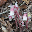 Red Indian Pipe