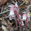 Red Indian Pipe