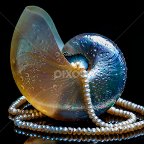pearl by Adjie Tjokrosoedarmo - Artistic Objects Jewelry