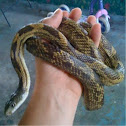 Texas rat snake