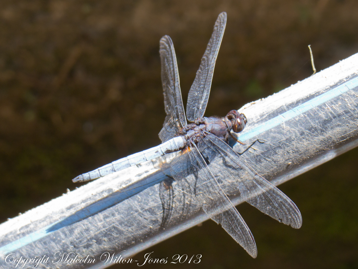 Blue Marsh Hawk Dragonfly