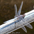 Blue Marsh Hawk Dragonfly