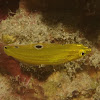 Canary Wrasse, Juvenile