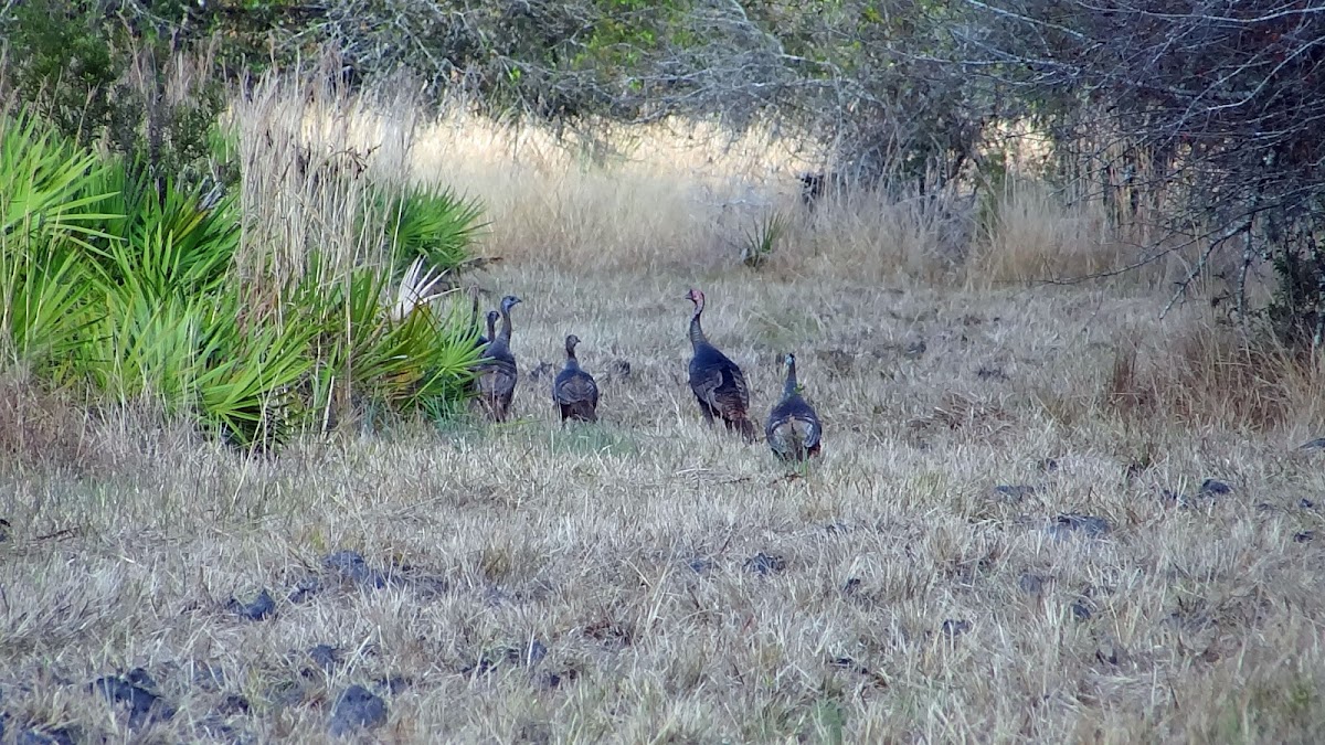 Wild Turkey