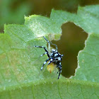 Multi-coloured Phintella