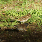 Rustic Bunting