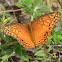 Mexican Fritillary