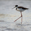 White-backed Stilt