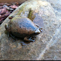 Narrowmouth toad