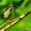 Loten's Sunbird - Female