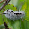 Hickory Tussock
