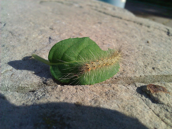 Fall Webworm | Project Noah