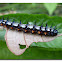 Autumn Leaf Caterpillar