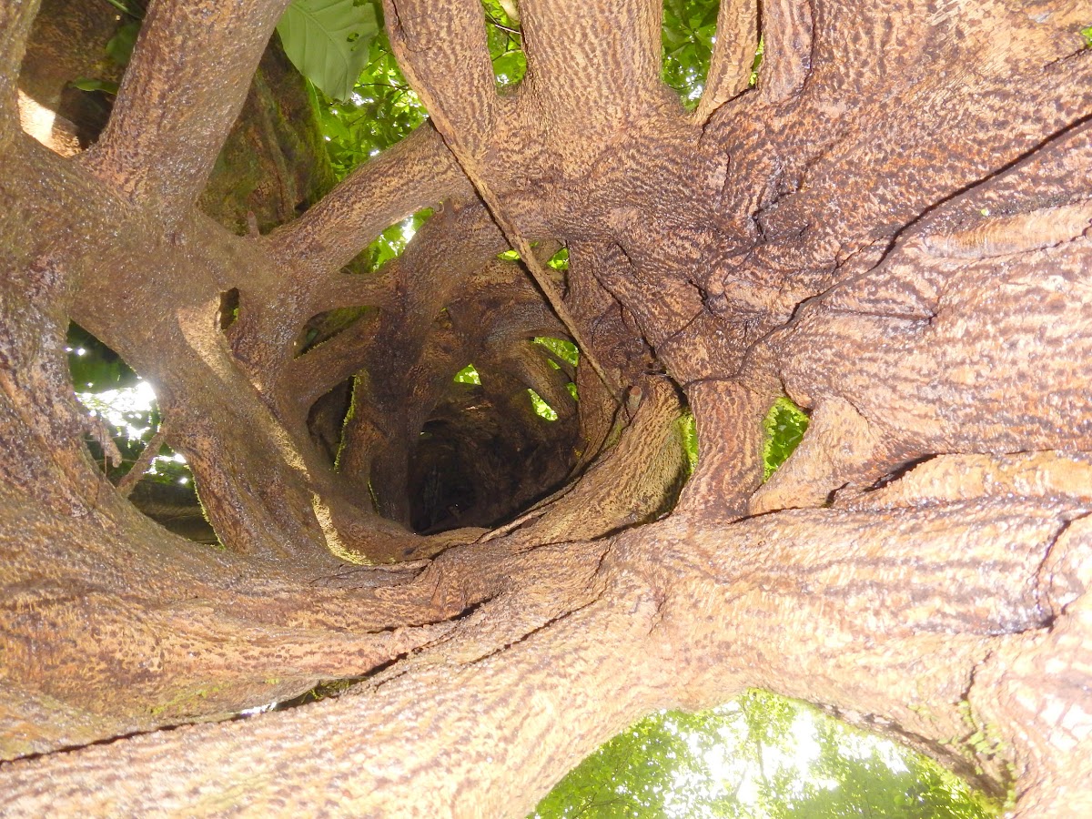 Strangler fig