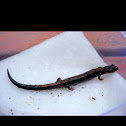 Northern Redback Salamander