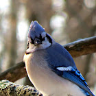 Blue Jay