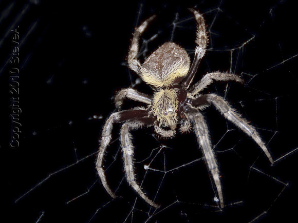 Garden Orb Weaver Project Noah