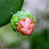 Velvet Opuntia