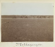 Karavaan met acht bepakte dromedarissen in een woestijn in Syrië