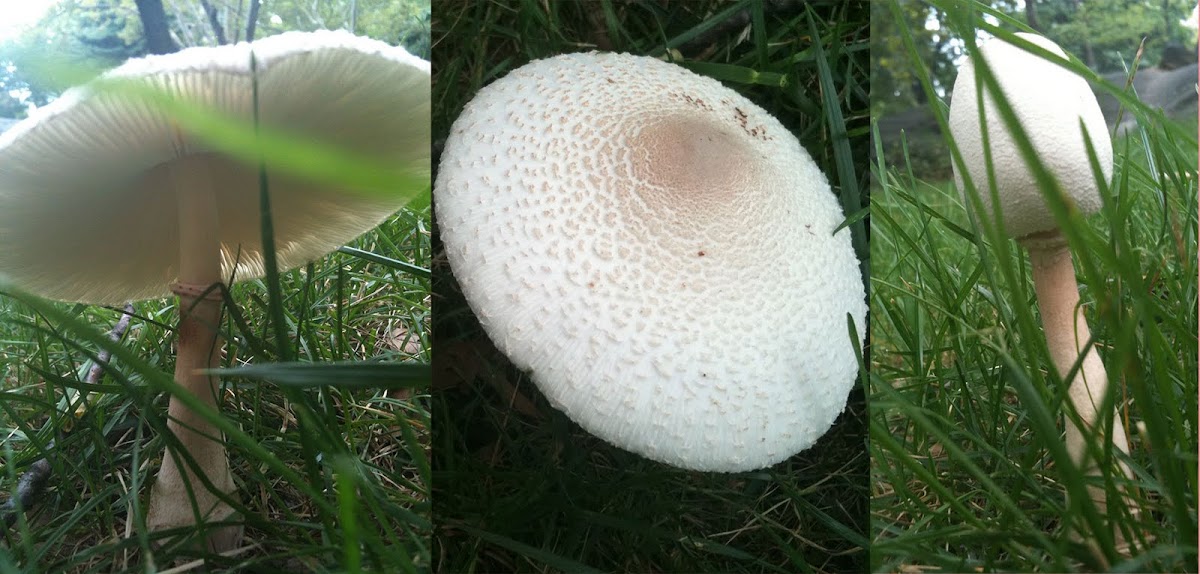 possibly Lepiota americana