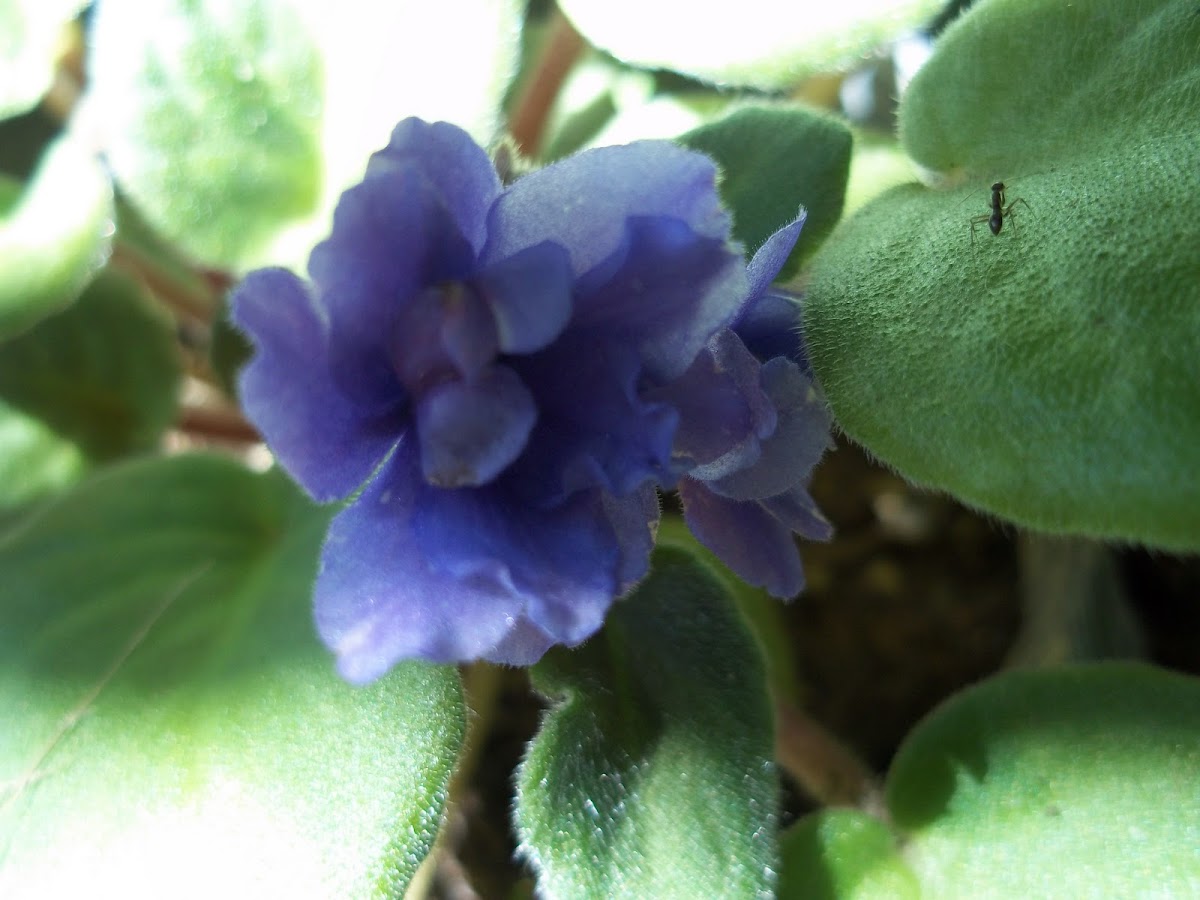ant on an african violet