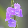 Blue porterweed / Jamaica vervain  /  Indian Snakeweed or Nettle-leaved vervain