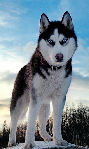 Huskies Dogs Wallpapers