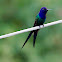 Swallow-tailed hummingbird
