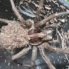 Wolf spider  WITH BABIES